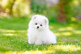 1000 Rupee Pomeranian Dog Puppy Price 