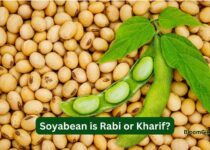 Soyabean is Rabi or Kharif?