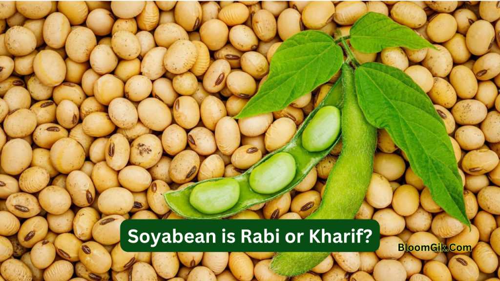 Soyabean is Rabi or Kharif?