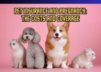 Pet Insurance and Pregnancy Navigating the Costs and Coverage