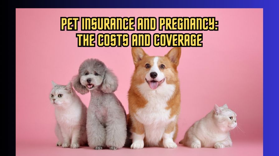 Pet Insurance and Pregnancy Navigating the Costs and Coverage